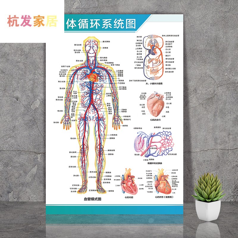 人体循环系统图 相纸 覆膜(背面无胶)32寸60x80厘米