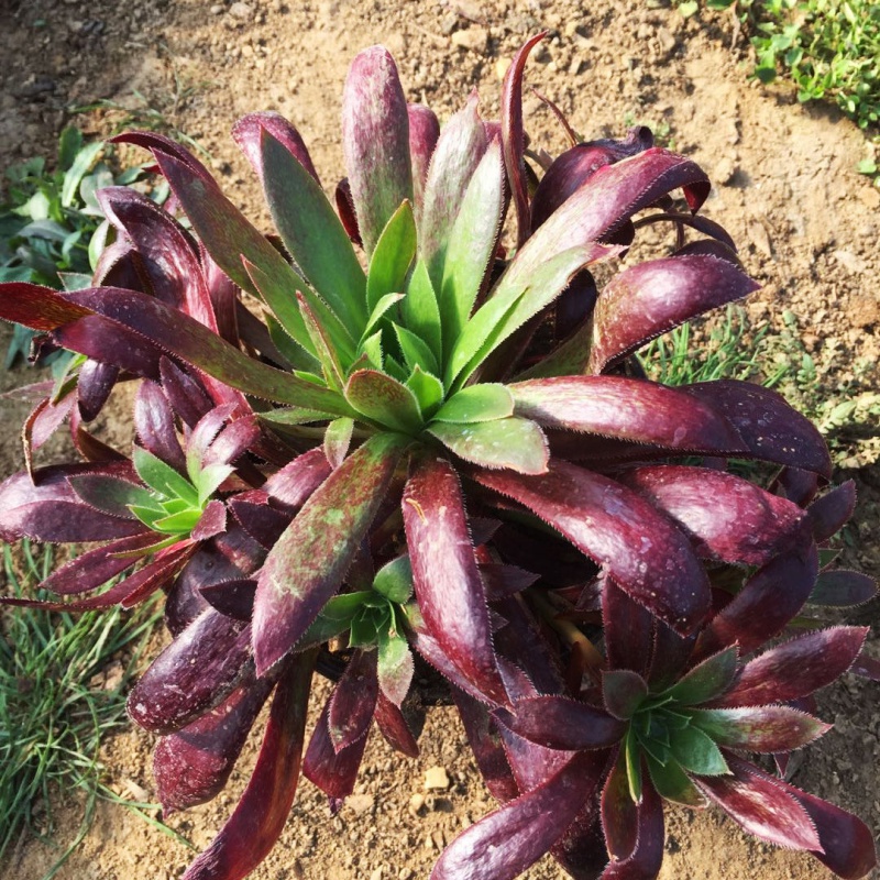 法师多肉植物法师套餐老桩黑法师万圣节铜壶欧版紫羊绒墨法师