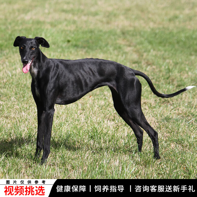 宠六福纯种灵缇犬幼犬细犬宠物狗狗活体小狗活物幼崽猎犬 赛级 公