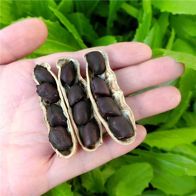 虎钢馋云南带壳黑花生种子老品种生黑皮花生富硒花生克 生:带壳香甜黑