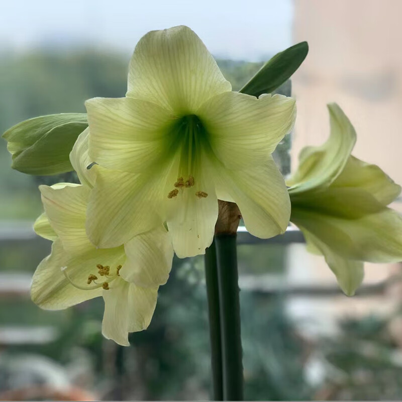 百萌 柠檬冰糕进口朱顶红种球多年生球根观花植物盆栽地栽花卉 开花球