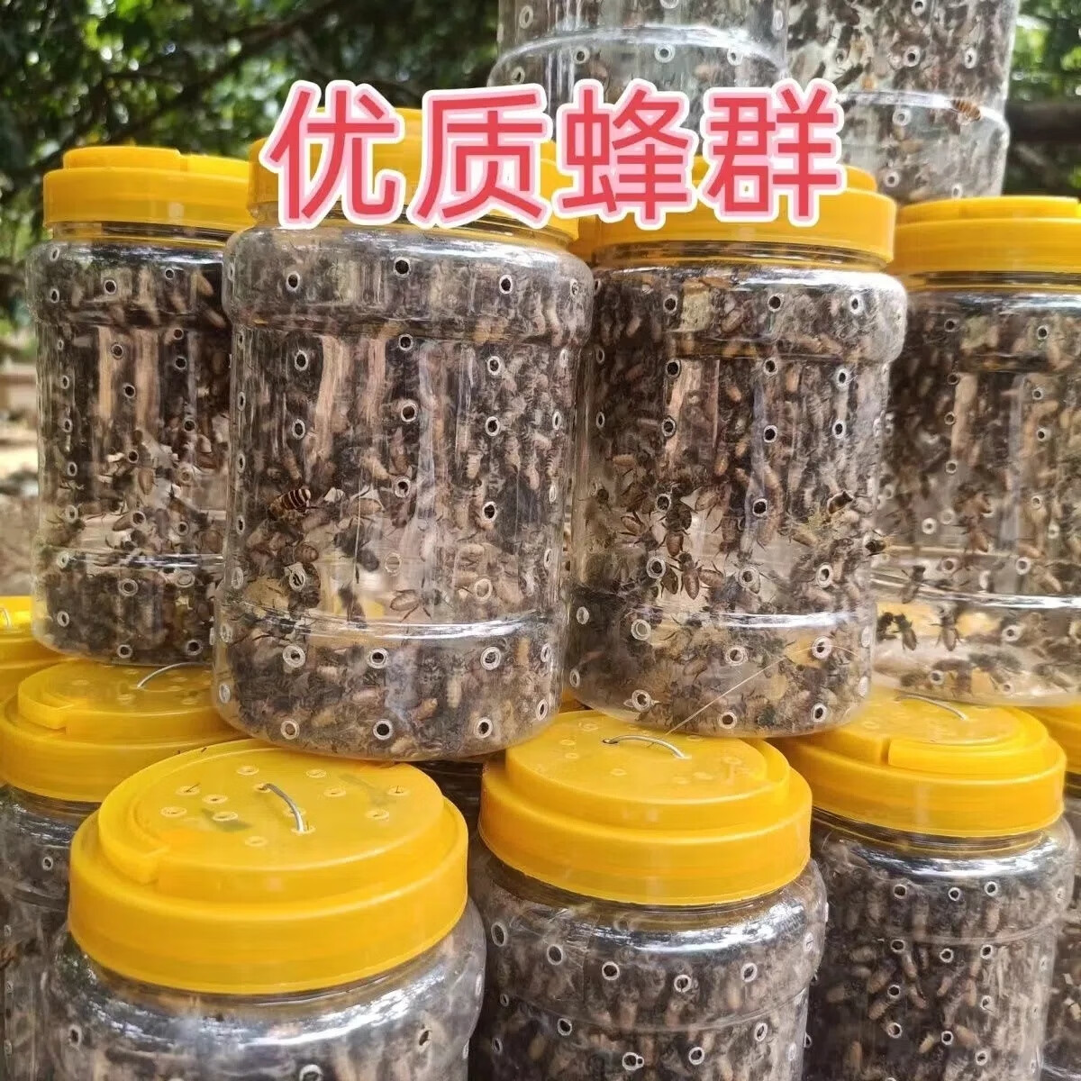 潮鸣中蜂蜂群 蛋群 新手试养带王群 活体蜜蜂群 土蜂群 包活到手 蜂王