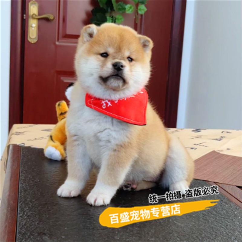 别态萌北京犬舍纯种日本柴犬幼犬活体 出售小体斗柴 家养活体宠物狗