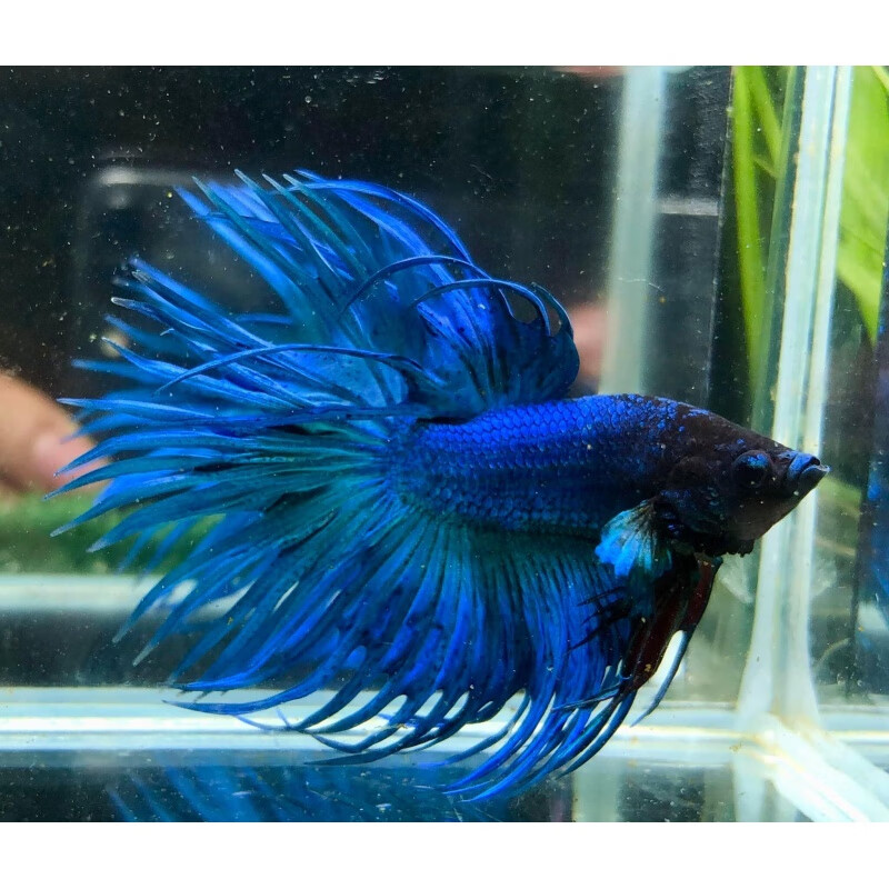 怎样查水族活体历史价|水族活体价格走势图