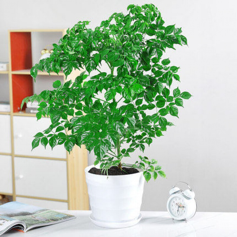 幸福树盆栽大树桩平安树植物室内客厅大型绿植花卉 50厘米高幸福树