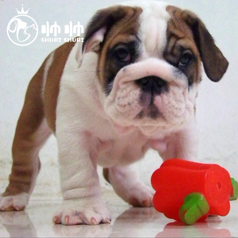 帅帅名宠【北京实体】纯种英国斗牛犬幼崽 英牛犬幼犬活体法牛幼犬 保