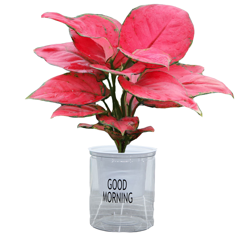 格調(diào)生活綠蘿吉利紅發(fā)財(cái)樹早安吸水懶人盆栽綠植花卉室內(nèi)客廳辦公好養(yǎng)易活 吊蘭+【早安吸水盆】 含盆