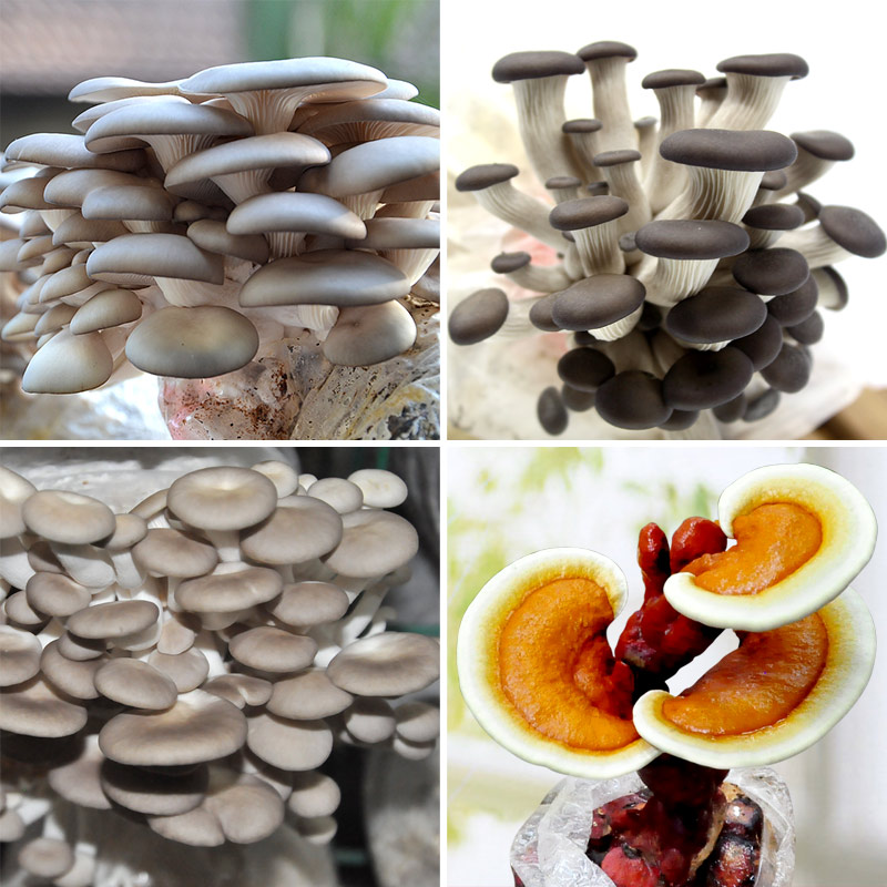 优惠套餐4个品种平菇菌包食用菌蘑菇阳台种植菌棒盆栽蘑菇种植 平菇