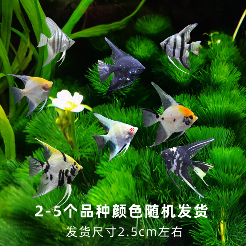 神仙鱼活鱼燕鱼秘鲁三色热带观赏鱼小型草缸好养耐活七彩神仙鱼 2cm