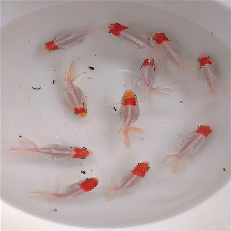 墨之瑶鸿运当头精品鹤顶红金鱼丹顶红头帽金鱼冷水活鱼淡水观赏鱼