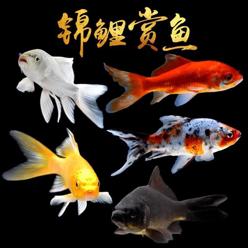京东水族活体历史价格查询|水族活体价格走势