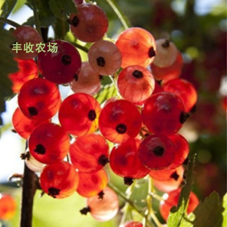 莓种植醋栗 鹅莓树苗盆栽水果苗野生浆果庭院阳台盆栽 红醋栗种子10粒