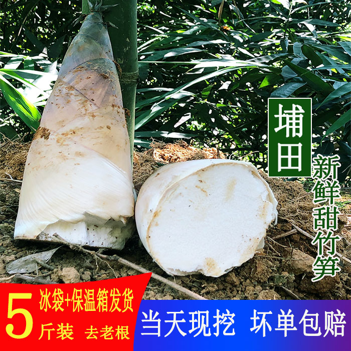 年后发货广东揭阳埔田竹笋5斤 鲜笋鲜笋野生麻竹笋 新鲜现挖现发 1.