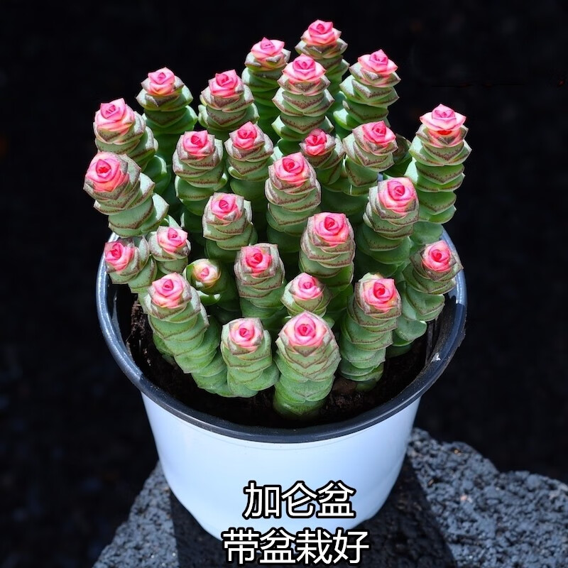 ֲܶ׮챦ʯǮϡкƷֹ Ǯ 36.9Ԫ