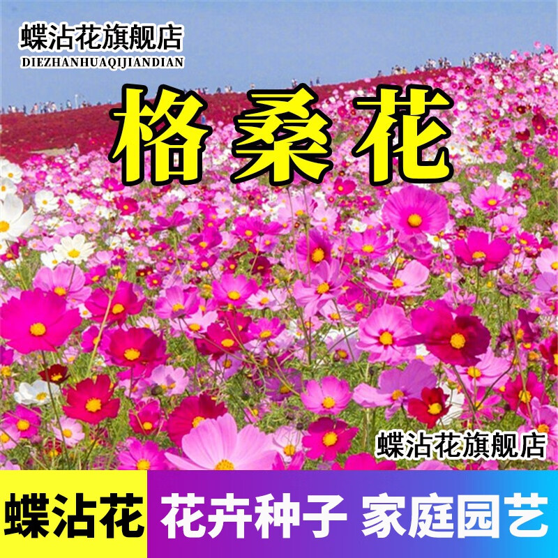 花种子四季播种易活花籽庭院开花野花组合种孑 格桑花种子 1000粒