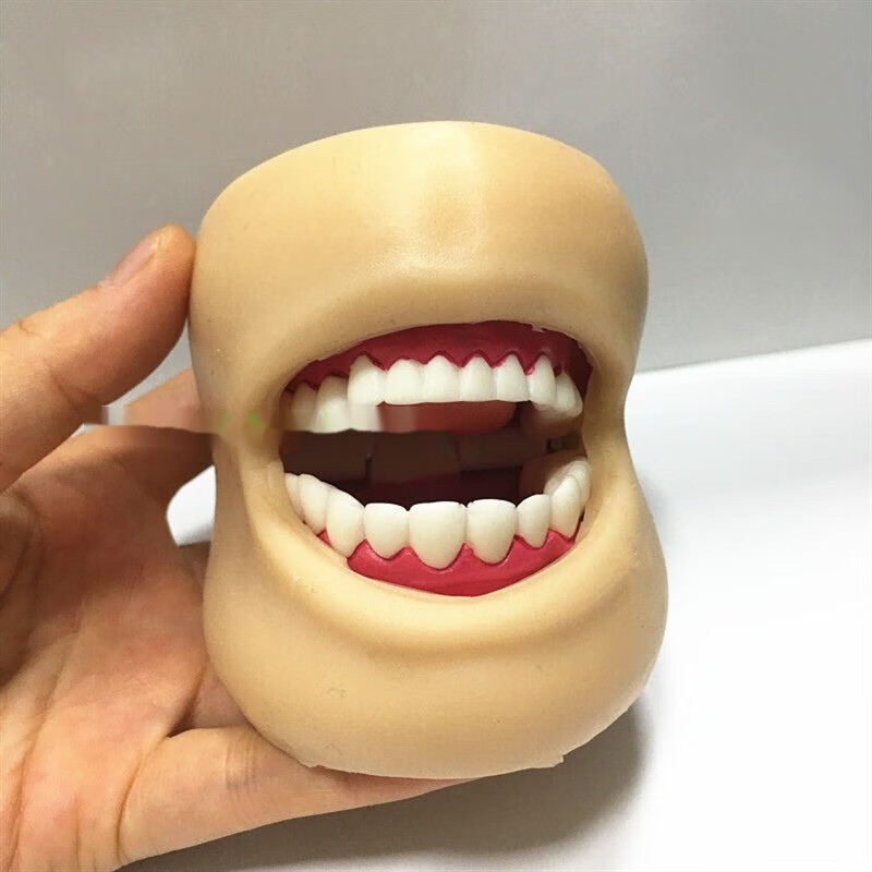 人体口腔护理练习模型 牙齿训练模型 带脸颊 模具 红色
