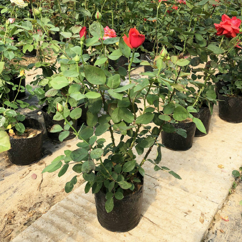 国月月季花苗特大庭院盆栽灌木绯扇红双喜切花玫瑰苗 大花月季品种