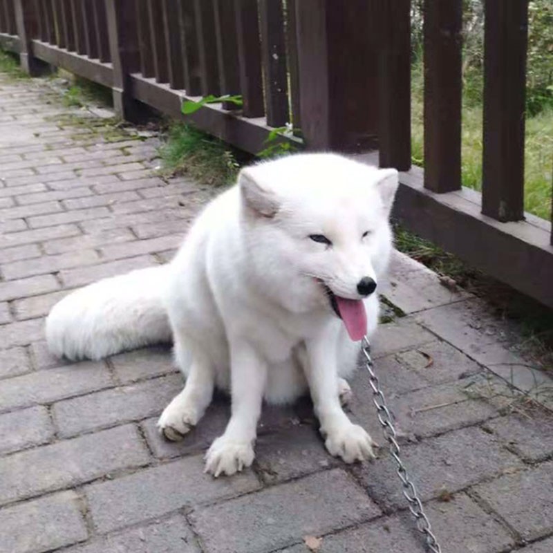 狐狸活体 宠物狐狸活物幼崽白狐白狐小狐狸可爱温顺亲人家养萌宠 白狐