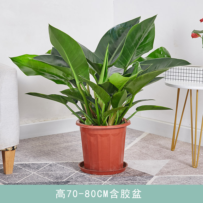 绿钻盆栽金钻蔓绿绒盆景办公室家居室内常绿植物清新空气绿植花卉 高