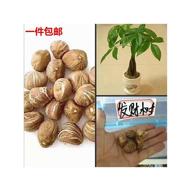 元冬发财树种子招财树种子金钱树种籽四季易种活庭院阳台盆栽花卉种籽