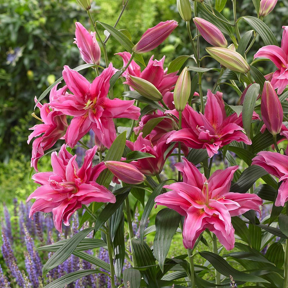 香水百合花种球带芽la ot lo铁炮阳台盆栽庭院地栽根 艾琳娜重瓣1球