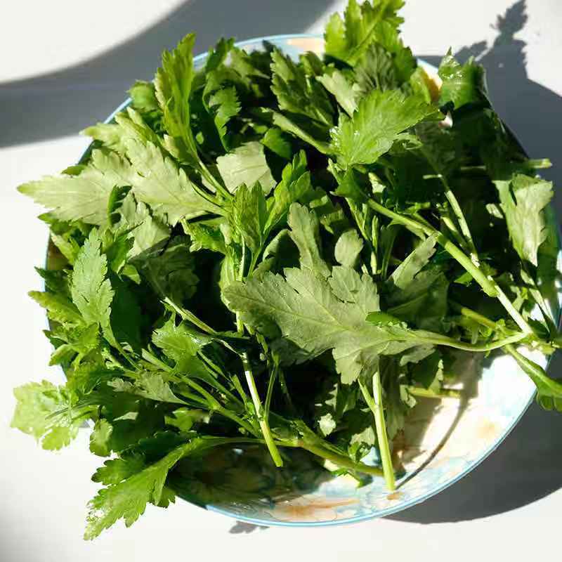 林中山南京特产菊花脑菊花菜蔬菜菊花叶涝头新鲜绿色蔬野菜 2500g