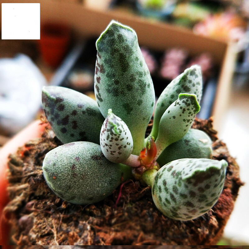 黛萝莉奇趣海豹水泡多肉植物  稀有小贵货叶片可叶插 海豹水泡5-6个