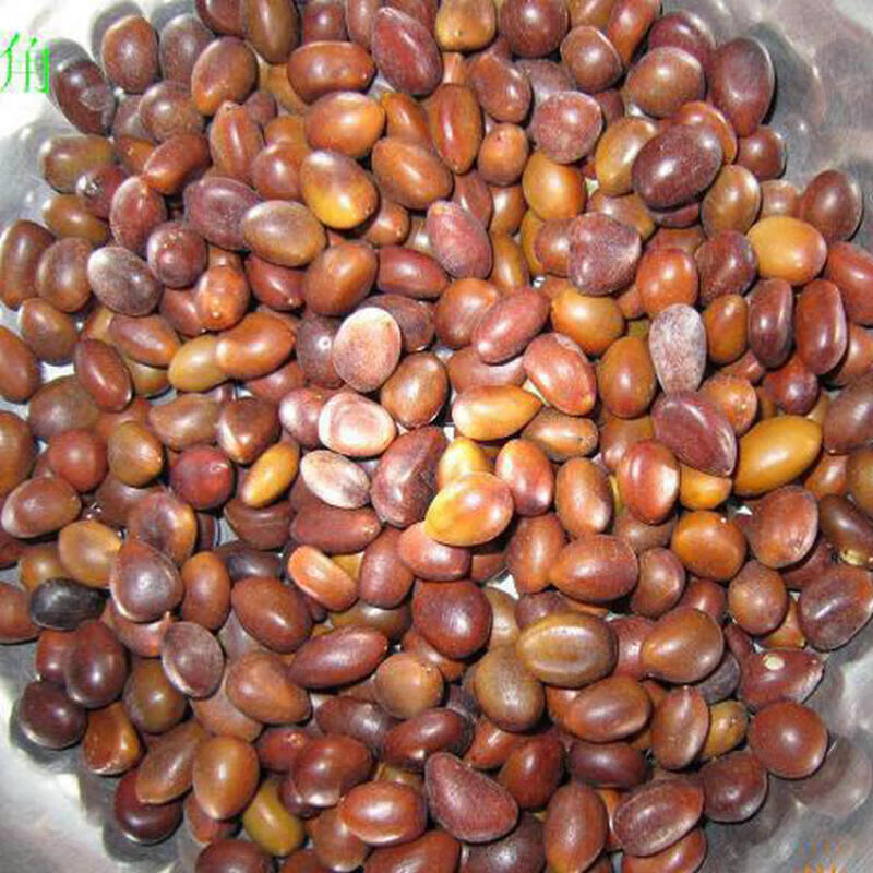 帅轩大皂角种子皂角树种大皂角小中号粒皂角铁篱笆围墙皂角树苗皂荚种