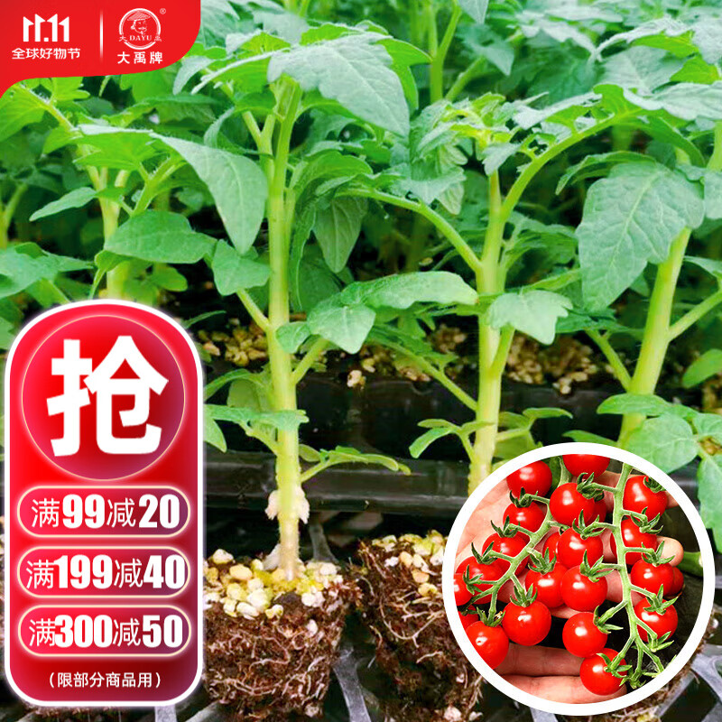 种子西红柿苗带土秧苗菜苗大果老品种农科院圣女果苗子 圣安妮番茄苗