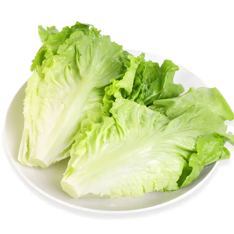 京府香园鲜乐季生菜 新鲜蔬菜奶油生菜青菜可生吃菜农家菜现采现发