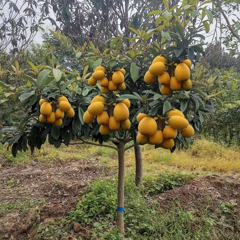凝慧枇杷树大五星枇杷苗庭院别墅地栽高杆果树苗枇杷树 枇杷树【3公分