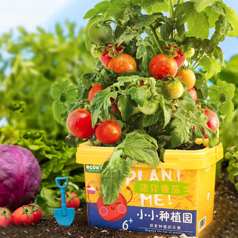 天丂兒童種植小盆栽番茄實(shí)驗(yàn)觀察種植盆栽植物箱男女孩生日節(jié)日禮物 觀果系列-迷你番茄