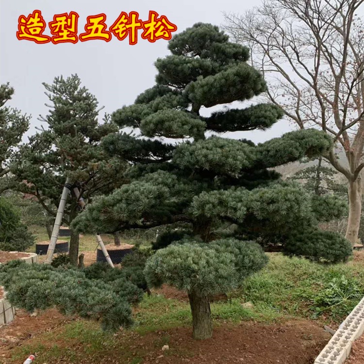 素蜜大型五针松造型树别墅庭院景观盆景地栽四季常青耐寒工程绿化树苗