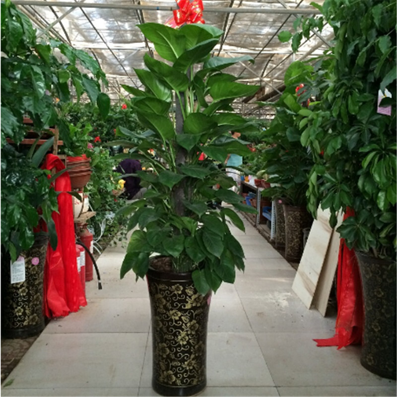 如何查看京东大型绿植历史价格|大型绿植价格走势图