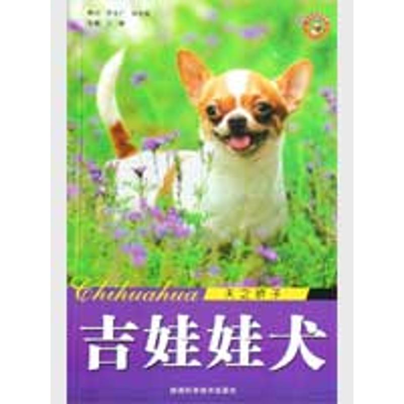 吉娃娃犬-天之娇子