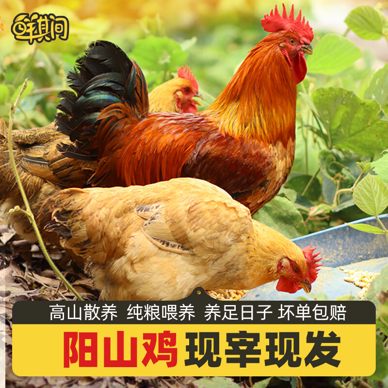 走地鸡鸡项整只新鲜现杀老母鸡大扇鸡 【阳山鸡项 阳山大扇鸡】各一只