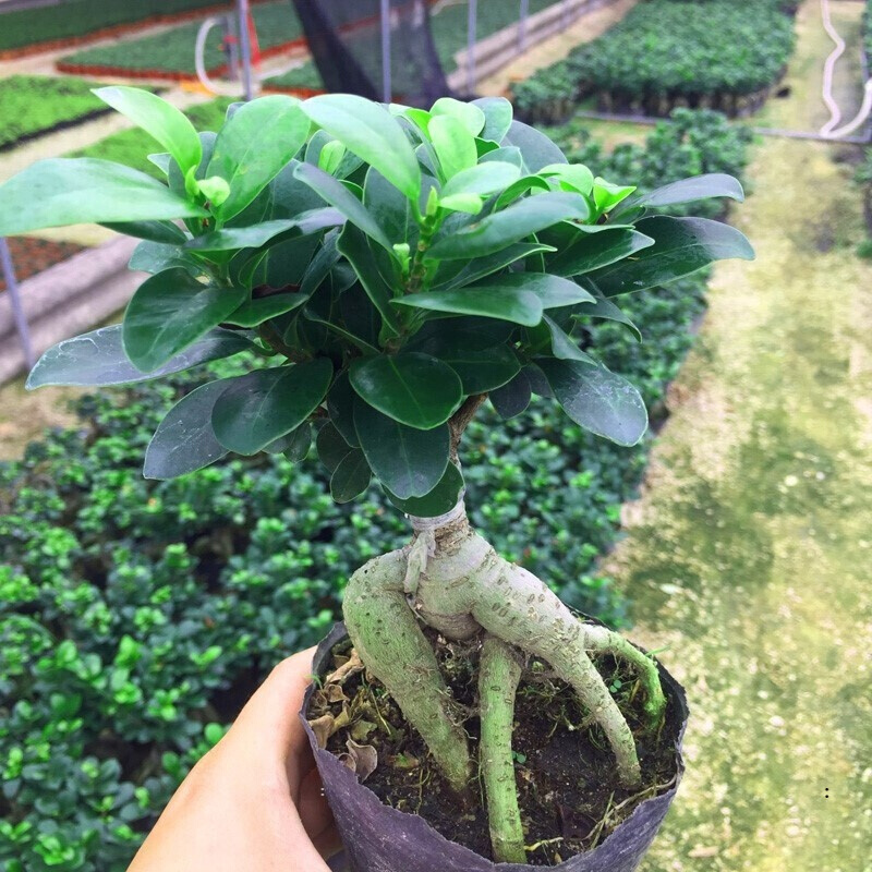 芊阙四季常青耐寒榕树造型树桩盆景苗室内桌面发财树绿植小叶榕树花卉