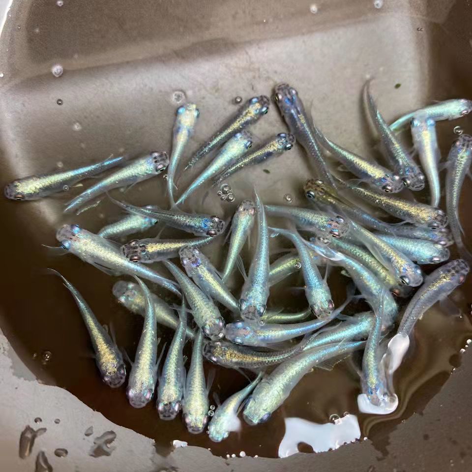 墨之瑶观背青鳉观赏鱼小型冷水鱼迷你锦鲤金鱼淡水鱼原生鱼好养活