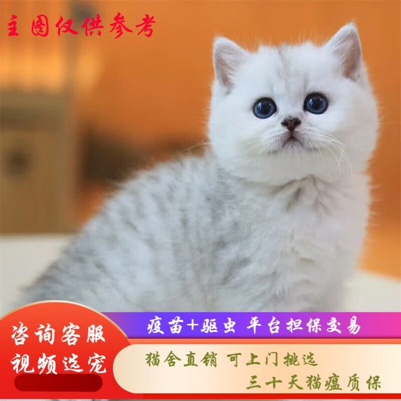 桓瑞宠物英短银渐层蓝白折耳猫矮脚猫咪活体幼猫宠物猫纯种猫舍直销保