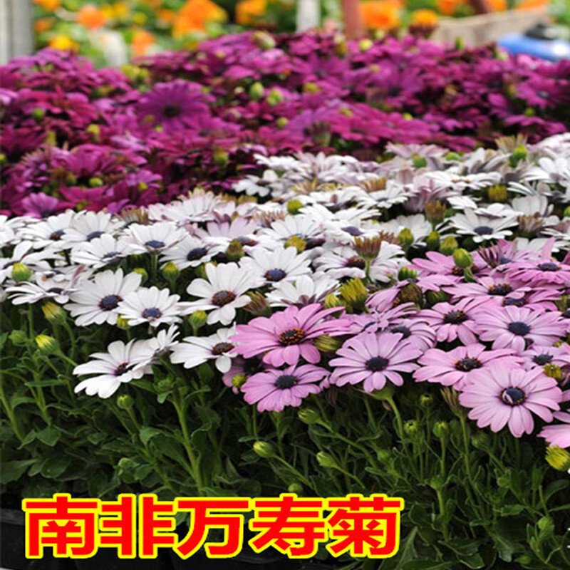 香葶苑 南非万寿菊种子蓝眼菊蓝目菊花籽耐寒四季播种景观绿化非洲菊