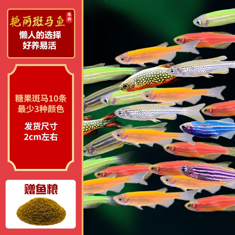 卡奇鱼 斑马鱼 淡水鱼 观赏鱼 小型鱼 热带鱼 蝶翼斑马荧光斑马好养易活 糖果斑马10条1.5-2.5cm最少3种色怎么看?