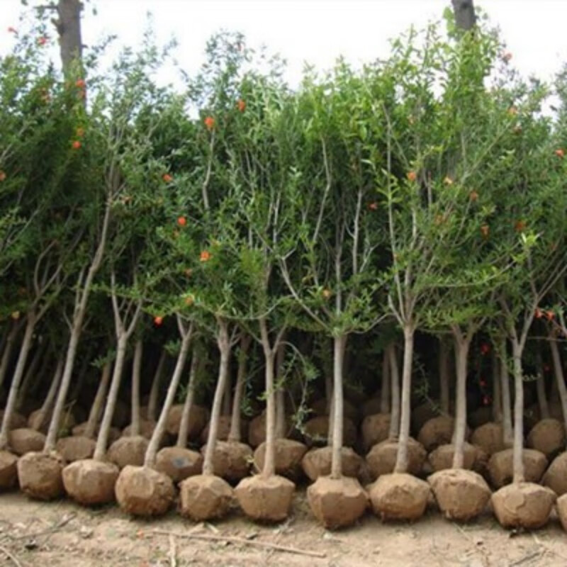石榴树苗带土球特大庭院果树苗南北方种植盆地栽突尼斯软籽石榴苗 4