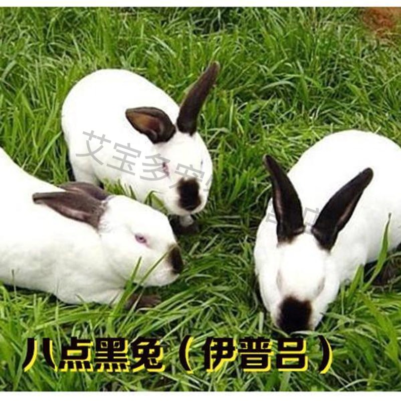 八点黑兔子 4斤1只(公母可选)