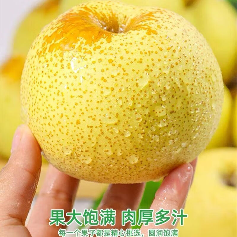 正宗安徽砀山酥梨 砀山梨  酥梨止咳润喉 梨子水果 [9斤]精品果彩箱装