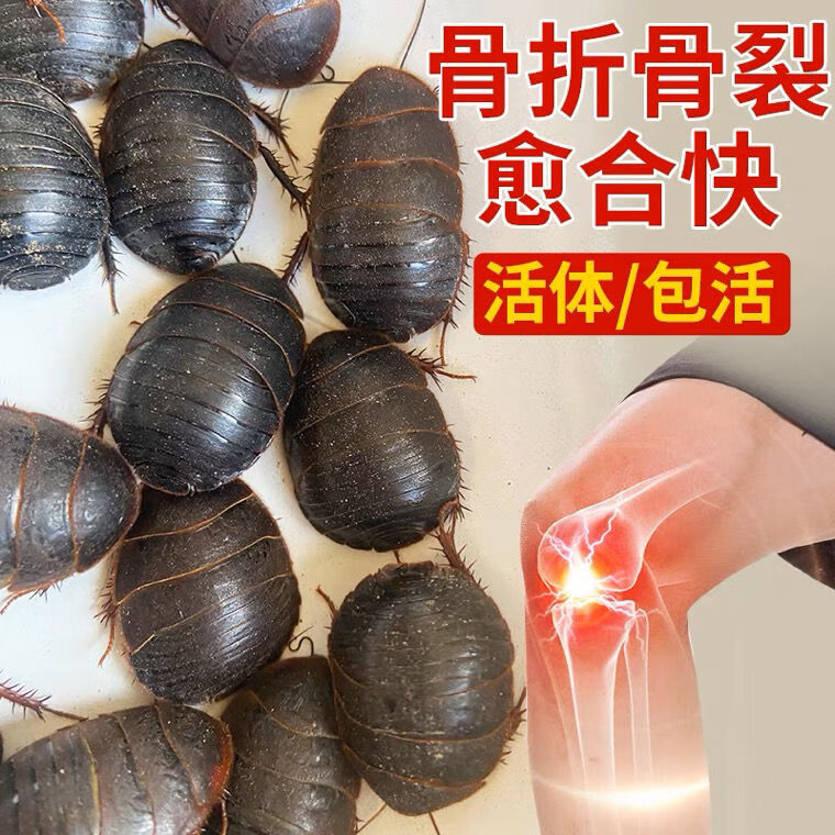土元养殖技术：开启生态农业新篇章