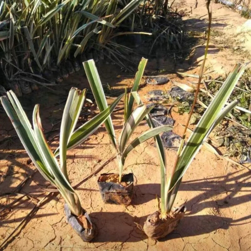 山菅兰山猫儿交剪草山兰花绿植桔梗兰观赏植物盆栽工程绿化花苗 50颗