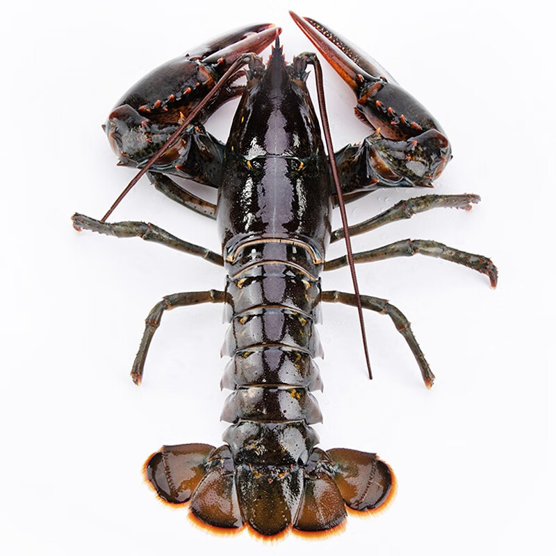 鲜活波士顿龙虾鲜活海鲜水产大虾 450-550g/只 大龙虾2只