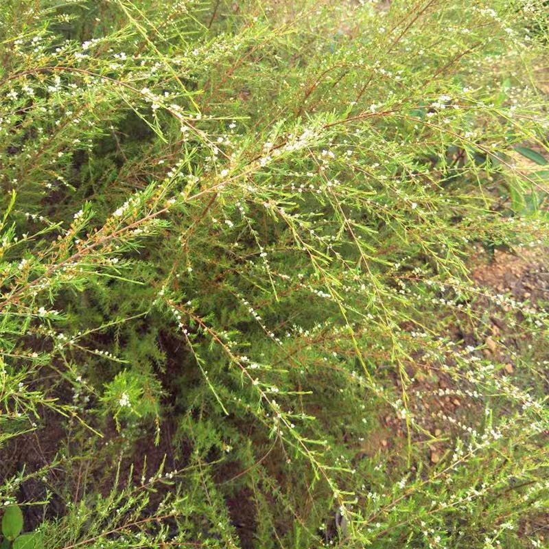 广西中药材岗松枝叶500克扫杆枝扫帚枝 扫把枝羊脷木香油松鸡儿松 500