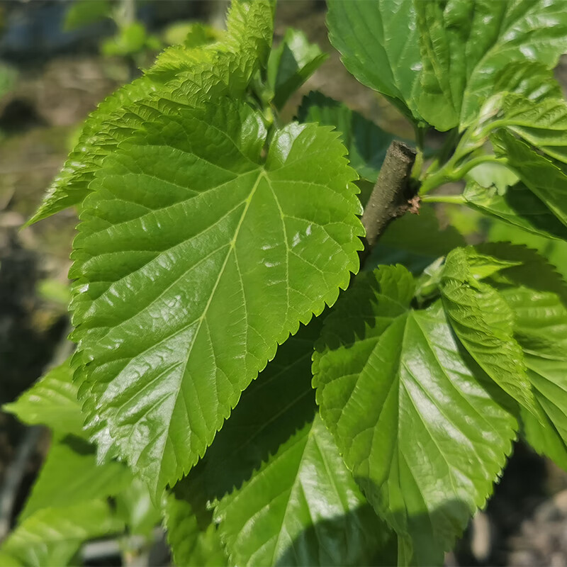 新鲜嫩500克1包蚕宝宝食物农家现摘桑叶芽桑树叶子学生养蚕虫 新鲜