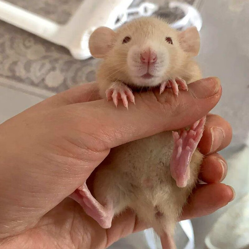 异宠活体历史价格查询小程序|异宠活体价格走势图